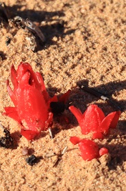 Hypobranche